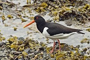 Oystercatcher - Standing on pebbles and seaweed