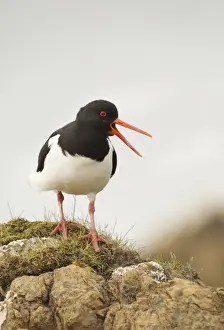 Oystercatcher Prints: Oystercatcher - standing on top of rocks and calling out to mark territory - Shetland Islands - Scotland
