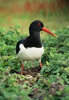 Oystercatcher Prints: Oystercatcher - UK