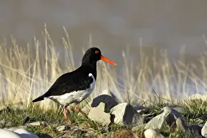 Oystercatcher. Varanger - Norway