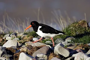 Scandinavia Collection: Oystercatcher. Varanger - Norway