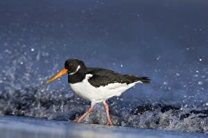 Images Dated 30th January 2008: Oystercatcher - Wading in surf on seashore