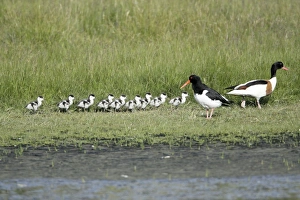Oystercatcher - watching Shelduck (Tadorna tadorna) family passing through its breeding territory Oystercatcher - watching Shelduck (Tadorna tadorna) family passing through its breeding territory