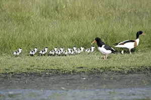 Oystercatcher - watching Shelduck (Tadorna tadorna) family passing through its breeding territory, Island of Texel, Holland