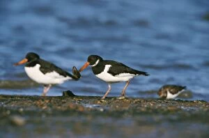 OYSTERCATCHER - two by water s edge, one with mussel