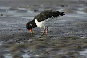 Images Dated 18th October 2007: Oystercatcher - in winter plumage, searching for food on mudflats