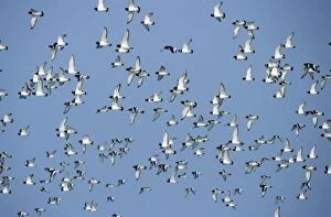 OYSTERCATCHERS - Flock flying