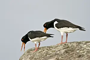 Oystercatchers - On rock displaying - Mull - Scotland
