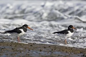 Oystercatchers - on rocks with incoming tide behind