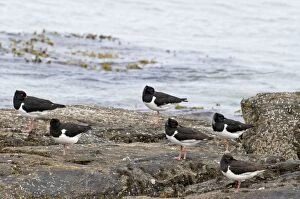 Images Dated 19th June 2009: Oystercatchers - roosting on rocks with sea behind
