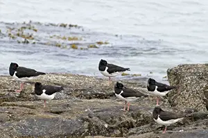 Oystercatchers - roosting on rocks with sea behind - North Uist - Outer Hebrides