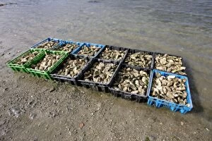 Images Dated 14th September 2004: Oysters - in boxes / crates. Kergo harbour, near