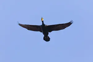 Cormorants Prints: P2A0135