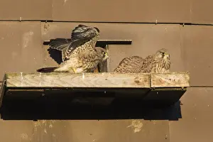 Nest Boxes Prints: P2A1623