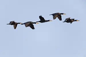 Cormorants Prints: P2A1823