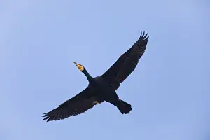 Cormorants Prints: P2A1853