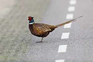 Pheasants Prints: P2A1931
