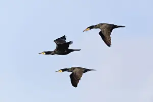 Cormorants Prints: P2A1999