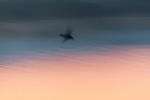 In Flight Prints: P2A4653