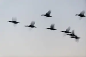 In Flight Prints: P2A4683