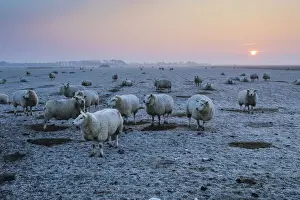 Ewes Prints: P2A4742