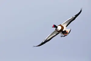 Shelducks Prints: P2A4836