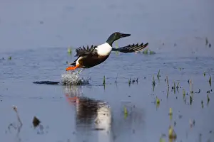 In Flight Prints: P2A4904