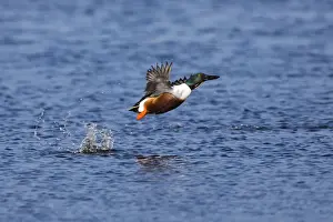 In Flight Prints: P2A4932