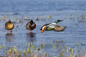 In Flight Prints: P2A5023