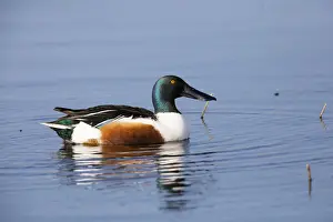 Male Duck Prints: P2A5072