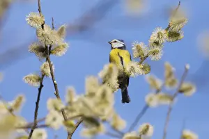 Tits Prints: P2A8251