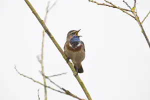 Bluethroat Prints: P2A8645