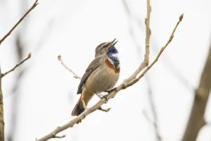Bluethroat Prints: P2A8791