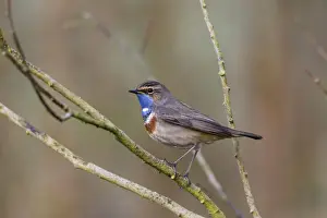Bluethroat Prints: P2A8939