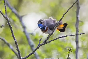 Bluethroat Prints: P2A8999