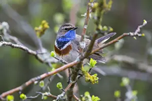 Bluethroat Prints: P2A9024