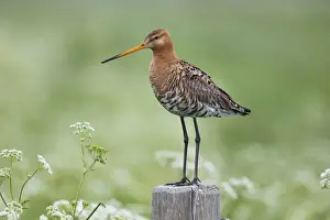 Waders Prints: P2A9084