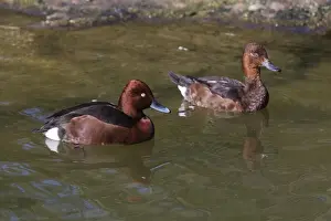 Diving Duck Prints: P2A9676