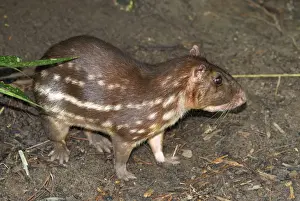 Paca Belize