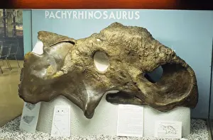 Dinosaur Prints: Pachyrhinosaurus Dinosaur Fossil - cretaceous Alberta Canada