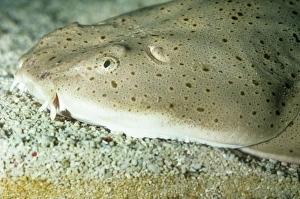 Images Dated 26th August 2008: Pacific Angel Shark