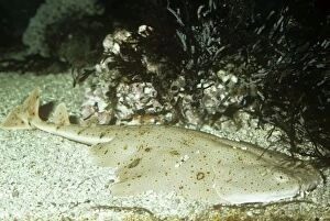 Images Dated 26th August 2008: Pacific Angel Shark