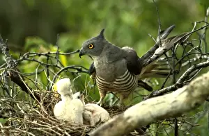 Pacific baza at nest with chicks
