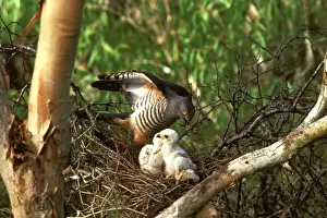 Pacific baza at nest with chicks