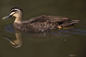Images Dated 8th April 2008: Pacific Black Duck