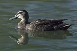 Images Dated 7th October 2005: Pacific Black Duck - Inhabits any suitable pond or wetland right throughout Australia from