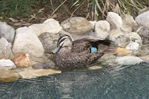 Nomad Prints: Pacific Black Duck - preening after bathing in a suburban swimming pool