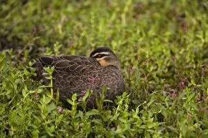 Pacific Black Duck sleeping - At a pond along the Great Ocean Road