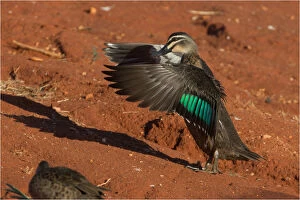 Pacific Black Duck - wing flapping - at Papunya