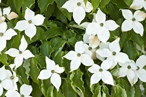 Images Dated 11th July 2011: Pacific Dogwood